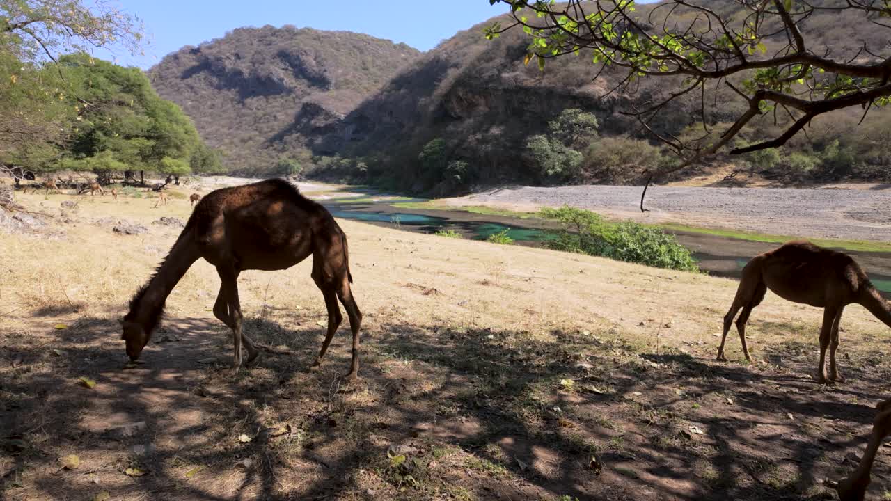 Free range camels grazing in the shade at Wadi Darbat Oasis in Oman