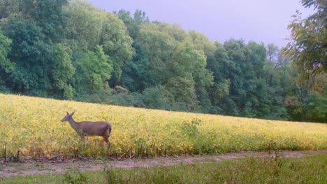 Weißwedelhirsch-–-Reh-Und-Ihr-Reh-Gehen-Im-Herbst-Vorsichtig-In-Ein-Sojabohnenfeld-Im-Mittleren-Westen