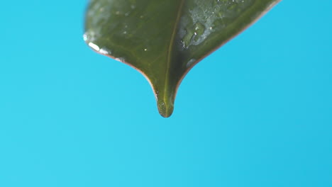 gotas de agua gotean de la hoja verde sobre el fondo azul