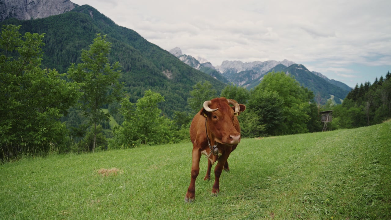 Una bella mucca che si guarda intorno in un campo d'erba in una piccola fattoria alpina che produce bestiame biologico ed ecologico.