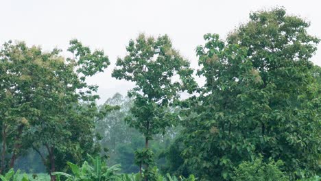Ackerland-Mit-Mais-Und-Bäumen-Im-Hintergrund-Wird-Sichtbar,-Während-Die-Kamera-An-Einem-Klaren,-Bewölkten-Tag-Herauszoomt