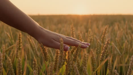 woman's hand strokes ripe ears of wheat at sunset