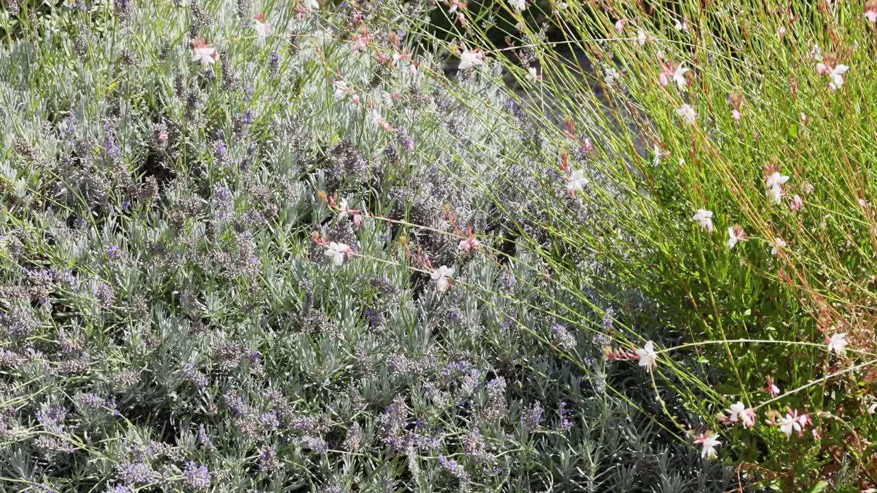 프랑스 의 라벤더 꽃 을 둘러싼 벌 들 의 소음