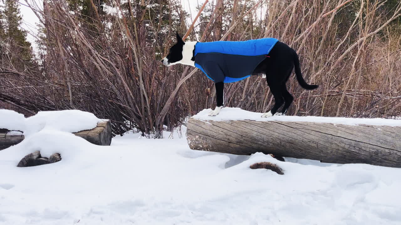 Dog in a blue jacket balancing on a log in snowy Alabama Hills, Inyo National Forest, John Muir Wilderness. Winter hiking adventure and outdoor exploration with a pet