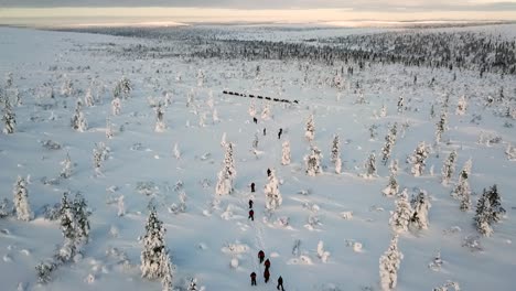 drone view of snowshoe walking in saariselka, lapland, finland