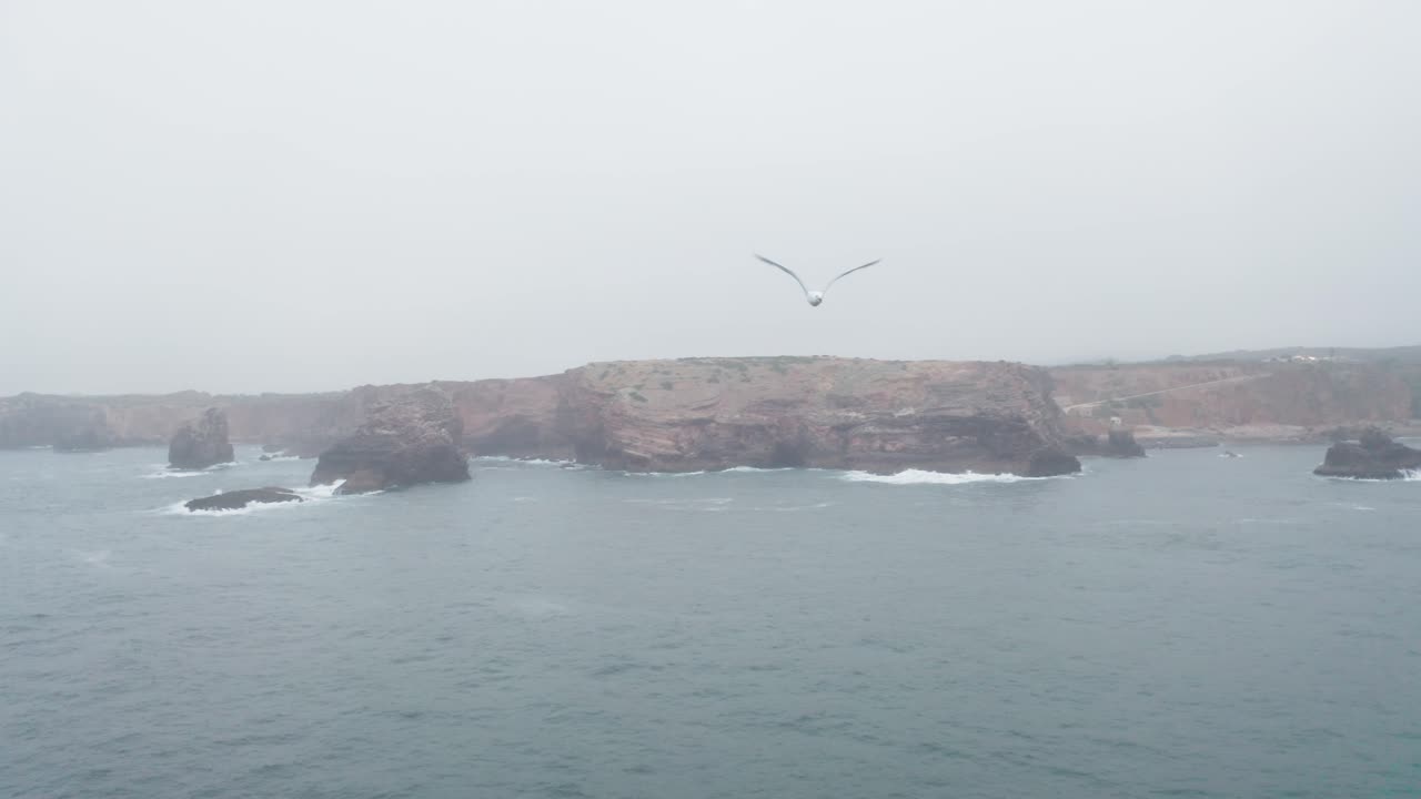 Seagull flying from the misty mountain shoreline of Portugal -aerial