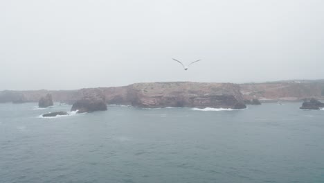 seagull flying from the misty mountain shoreline of portugal -aerial
