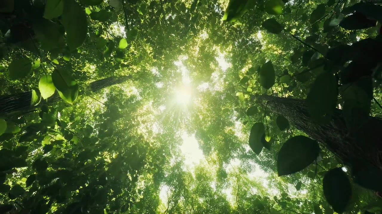 Sol brillante brilla a través de frondosas hojas verdes en un bosque