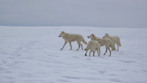 arctic wolves roaming in a snowy landscape