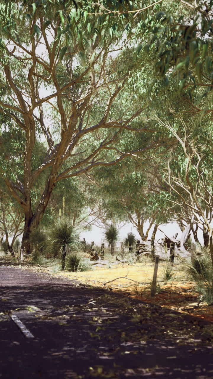 Eucalyptus trees lining a country road during daylight in a serene landscape