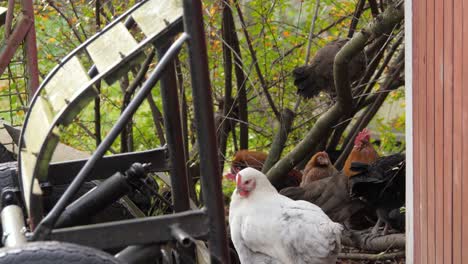 Chickens gather under branches next to old metal and wood structures outdoors