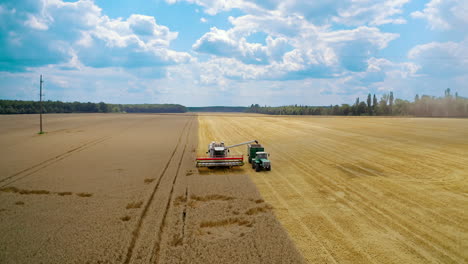 agriculture machinery working on field. combine harvester pouring dry seeds into tractor trailer. yellow field under blue sky at harvest season. panoramic view.