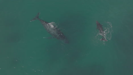 whale-and-calf-at-Pacific-sea