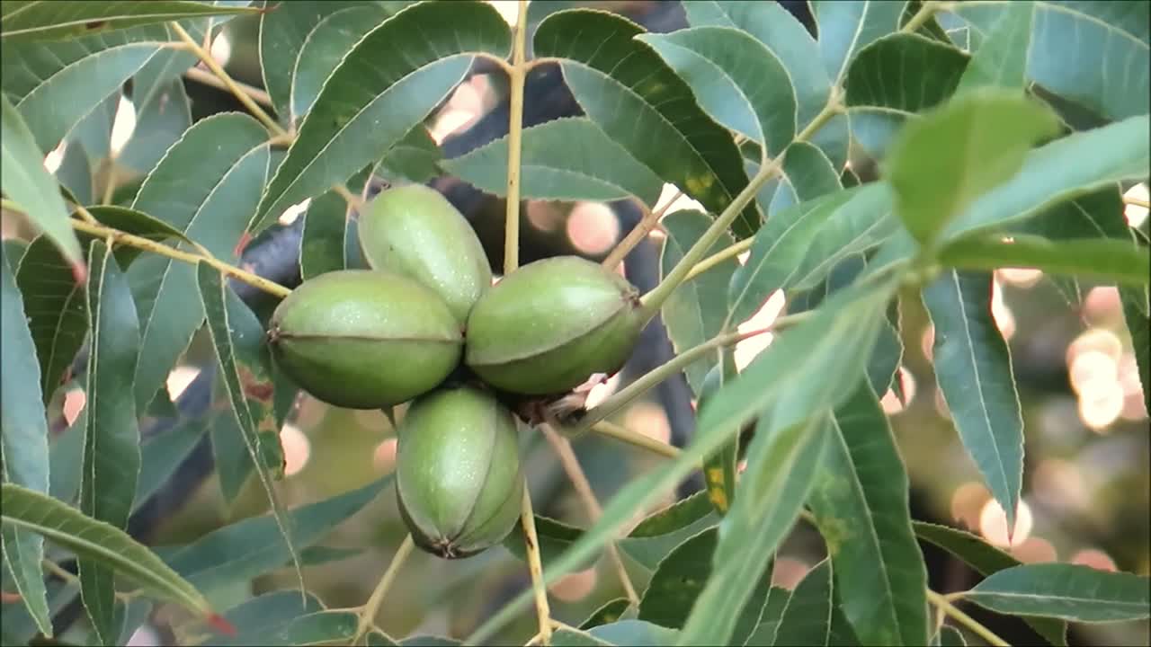 Closeup of Fruit pods on pecan tree near Alora Andalusia