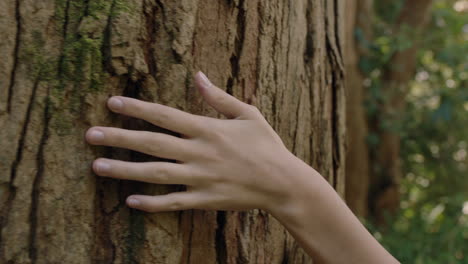 nature woman hand touching tree caressing bark feeling natural texture in forest woods environment conservation concept