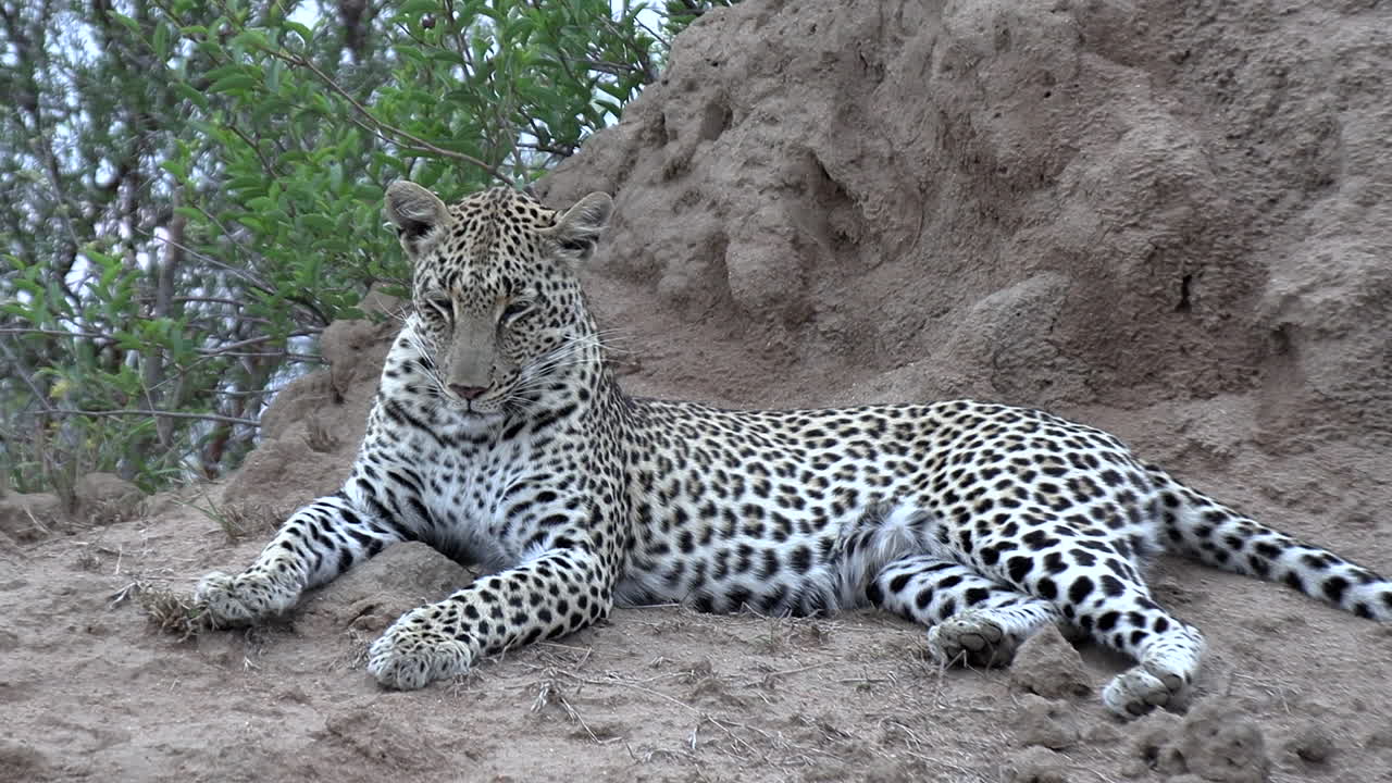 vista cercana del leopardo solitario descansando sobre un montículo de tierra, al nivel de los ojos