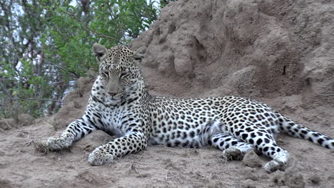 vista cercana del leopardo solitario descansando sobre un montículo de tierra, al nivel de los ojos
