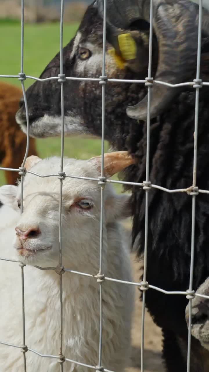 Closeup Of White And Black Sheep In Sigulda Zoo. - vertical shot