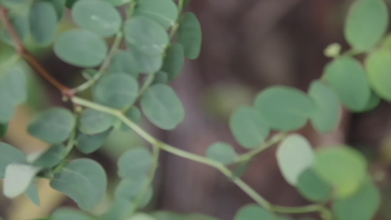 흐릿한 배경을 가진 잎에 슈퍼  ⁇