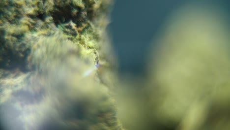 Vídeo-Macro-Fluido-De-Una-Planta-De-Cannabis,-Cepas-Híbridas,-Sativa,-Flor-De-Marihuana,-Sobre-Un-Soporte-Giratorio,-Cámara-Lenta,-120-Fps,-Iluminación-De-Estudio,-Profundidad-De-Campo-De-Ensueño