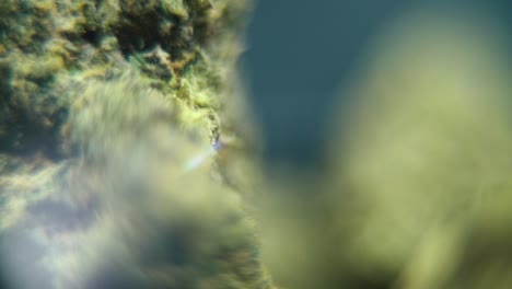 video macro suave de una planta de cannabis, cepas híbridas, sativa, flor de marihuana, en un soporte giratorio, cámara lenta, 120 fps, iluminación de estudio, profundidad de campo de ensueño