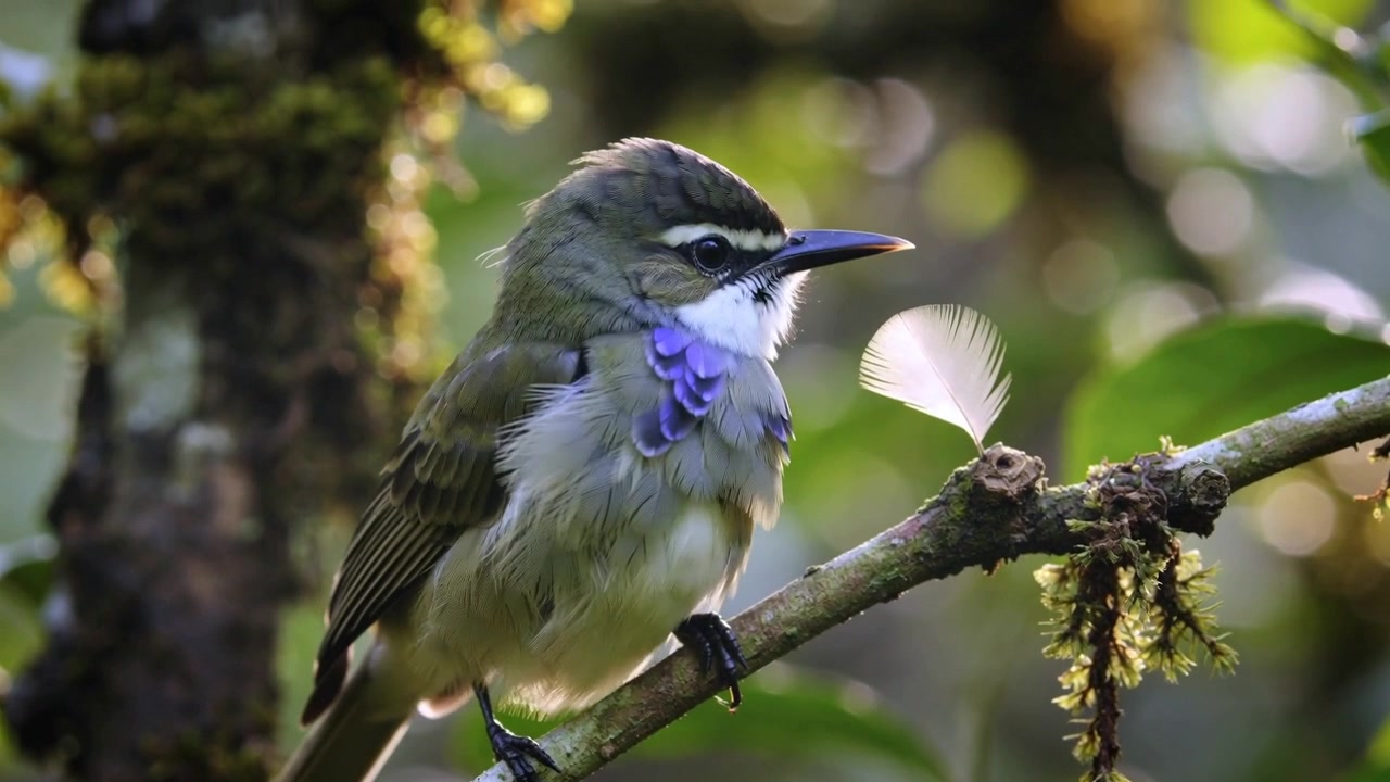 Un passeriforme verde dalla gola viola sonda una piuma bianca con il becco su un ramoscello muschioso in una foresta.