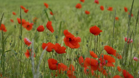 Campos-De-Flores-Florecientes-Con-Amapolas-Rojas-En-Irlanda