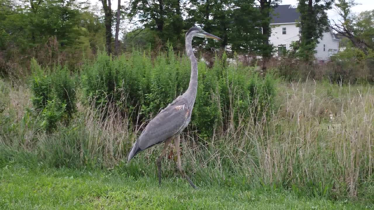 голубая цапля цапля птица на природе