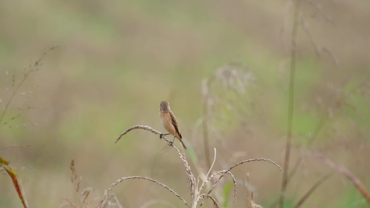 la cámara hace zoom mientras este pájaro está equilibrado en la parte superior de una planta seca mientras mira hacia la izquierda, amur stonechat o stonechat de stejneger saxicola stejnegeri, tailandia