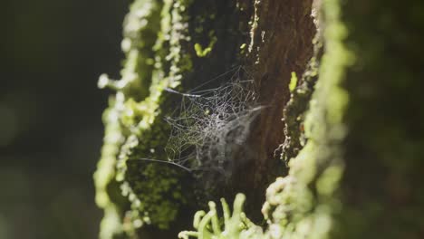la tela de araña en la corteza de los árboles