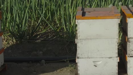 pan across a close-up of wooden beehives beside a vast green onion field on a sunny day