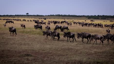 herd of wildebeest on the african savanna