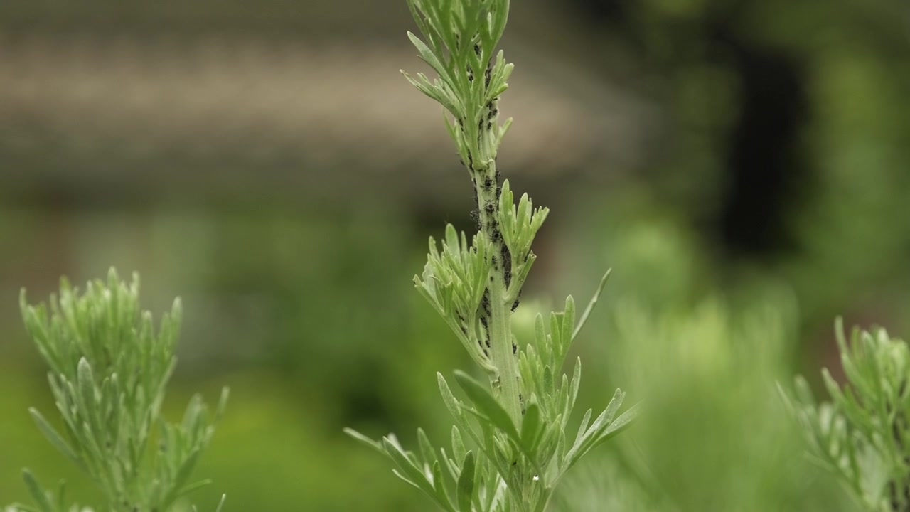 Green shrub covered in small black plant lice or aphids covering the stem in close up outdoors with copy space