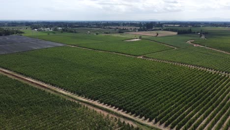 Vuelo-Sobre-Un-Campo-Verde-Y-Hermoso-Plantado