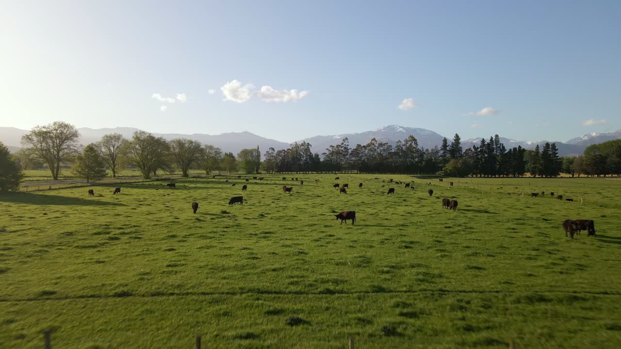 Volo di drone a bassa quota su un pascolo lussureggiante con numerosi bovini Black Angus durante il tramonto ai margini delle Alpi della Nuova Zelanda