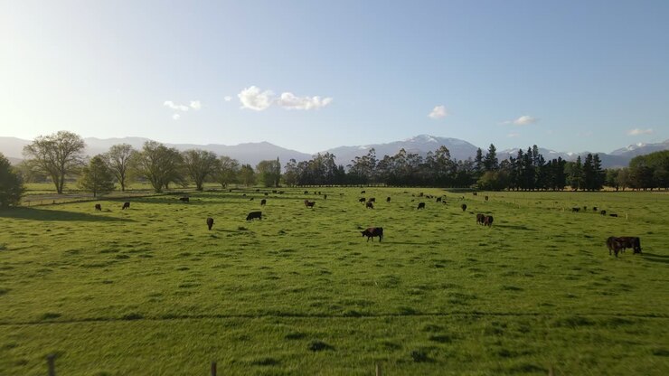 Volo di drone a bassa quota su un pascolo lussureggiante con numerosi bovini Black Angus durante il tramonto ai margini delle Alpi della Nuova Zelanda