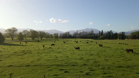 Niedriger-Drohnenflug-über-üppige-Weiden-Mit-Zahlreichen-Black-Angus-Rindern-Während-Des-Sonnenuntergangs-Am-Rande-Der-Neuseeländischen-Alpen