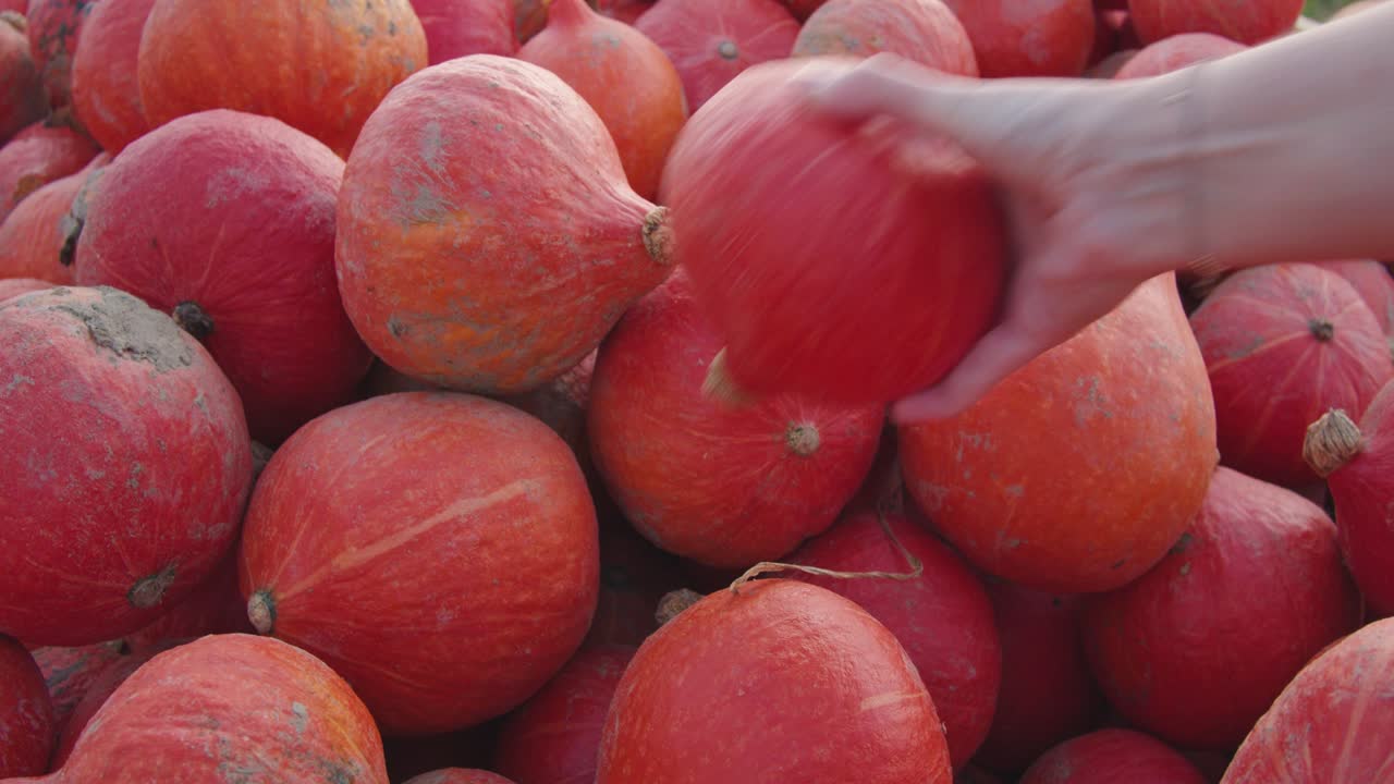 암컷은 붉은 호박을 향해 손을 뻗는다