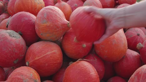 female reaches for a reddish pumpkin