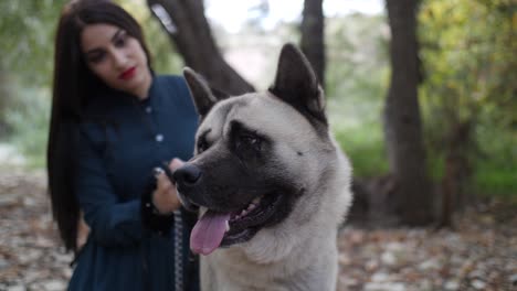 primer plano de un perro akita feliz con su hermoso dueño en el bosque