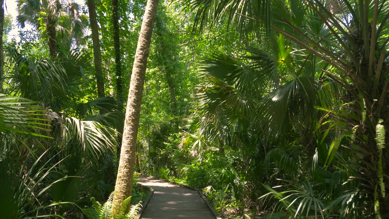 paseo de madera a través de una profunda selva tropical