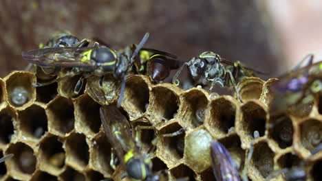 Eine-Atemberaubende-Nahaufnahme-Eines-Wespennests,-Das-Gerade-Dabei-Ist,-Seinen-Bienenstock-Zu-Bauen-Und-Sich-Um-Die-Larven-Zu-Kümmern