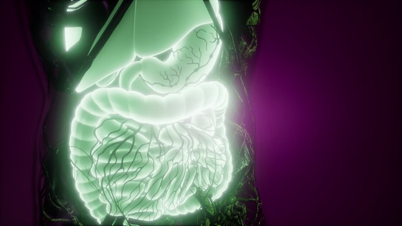 cuerpo humano con sistema digestivo visible