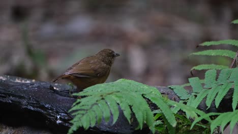 Auf-Der-Suche-Nach-Würmern-Auf-Einem-Nassen-Baumstamm,-Der-Mit-Einigen-Farnwedeln-Bedeckt-Ist,-Abbotts-Babbler-Malacocincla-Abbotti,-Thailand