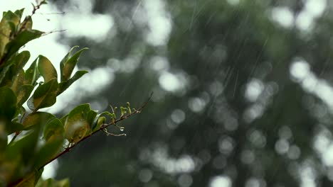 A focused footage of the rain hitting the leaves