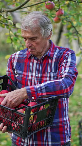 focused old man holds a box of freshly picked apples and sorts them. farmer in bright shirt working in his apple orchard on harvest season. vertical video