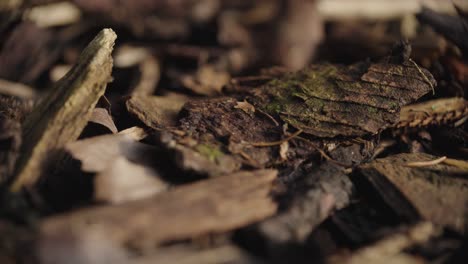 Macro-Pull-Focus-Along-Wooden-Bark-On-Ground