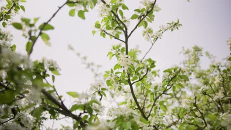 almond blossoms fluttering in garden wind