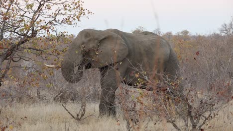 Hand-held-shot-of-an-elephant-eating-a-tree-branch-with-birds-flying-away