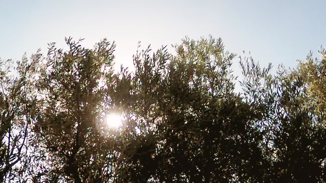 수확되기 전 가을의 올리브 나무, 리마솔, 키프로스